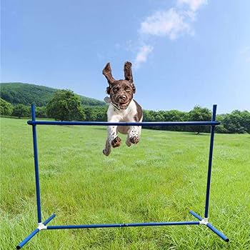 犬用　小型犬　ドッグアジリティ　５点セット 犬 トイ TOY ペットパラダイス アジリティ セット 訓練 ドッグ